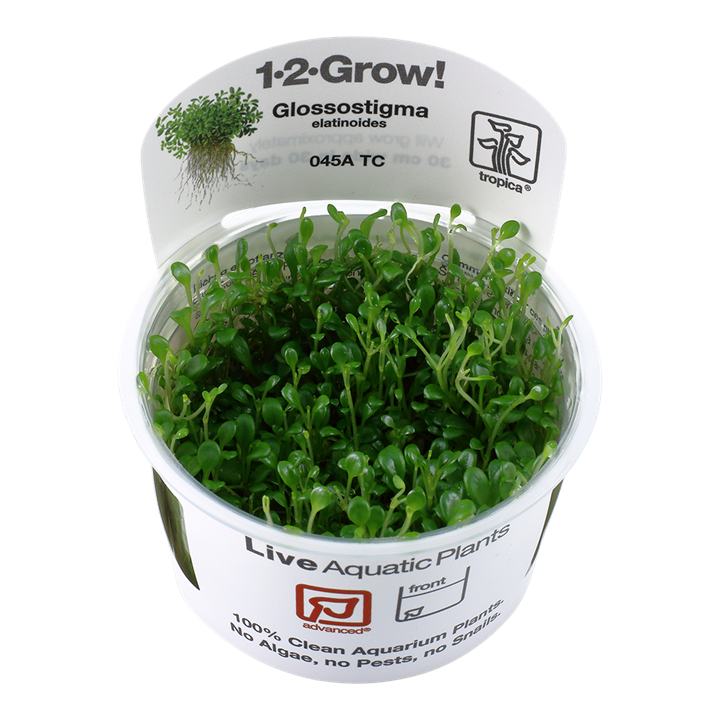 Tropica Glossostigma Elatinoides - 1-2-Grow!