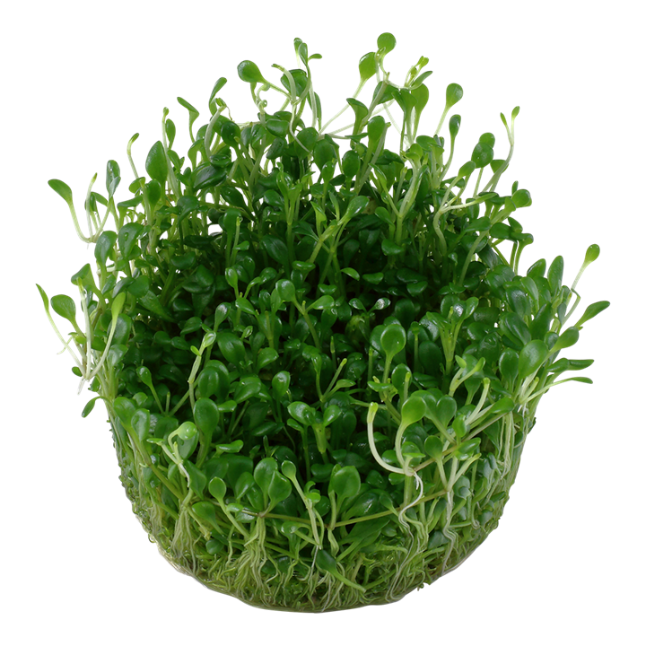 Tropica Glossostigma Elatinoides - 1-2-Grow!