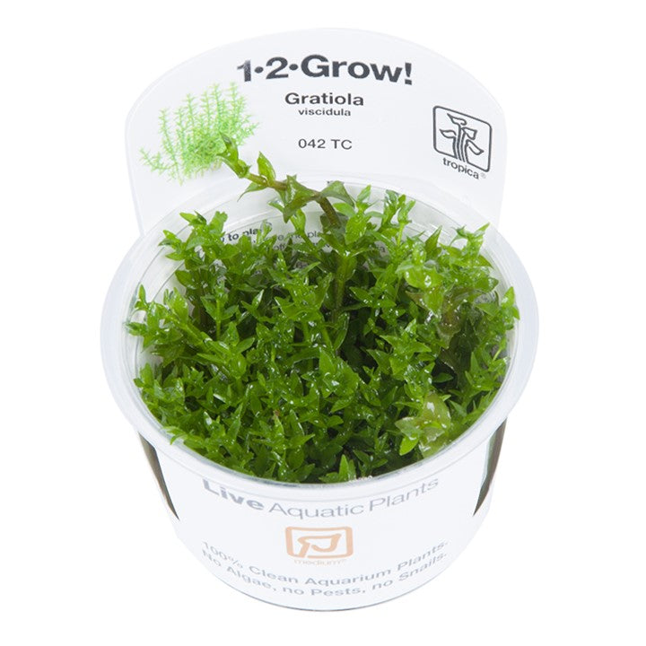 Tropica Gratiola Viscidula - 1-2-Grow!