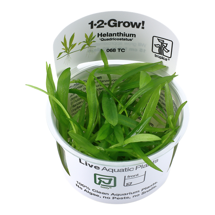 Tropica Helanthium Bolivianum 'Quadricostatus' - 1-2-Grow!