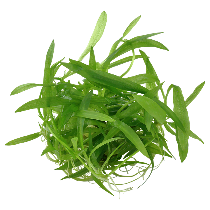 Tropica Helanthium Bolivianum 'Quadricostatus' - 1-2-Grow!