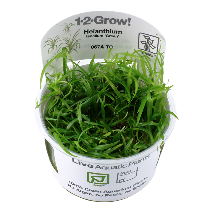 Tropica Helanthium Tenellum 'Green' - 1-2-Grow!