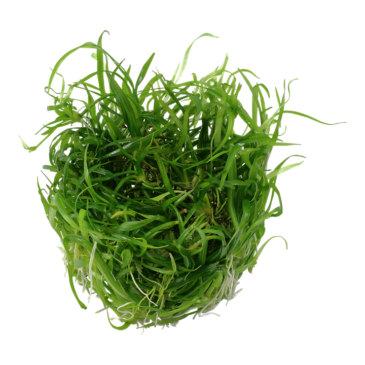 Tropica Helanthium Tenellum 'Green' - 1-2-Grow!