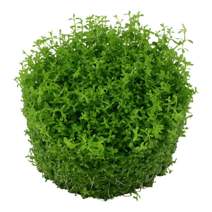 Tropica Hemianthus Callitrichoides 'Cuba' - 1-2-Grow!