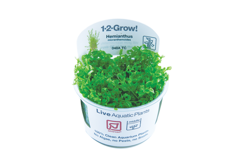 Tropica Hemianthus Micranthemoides - 1-2-Grow!
