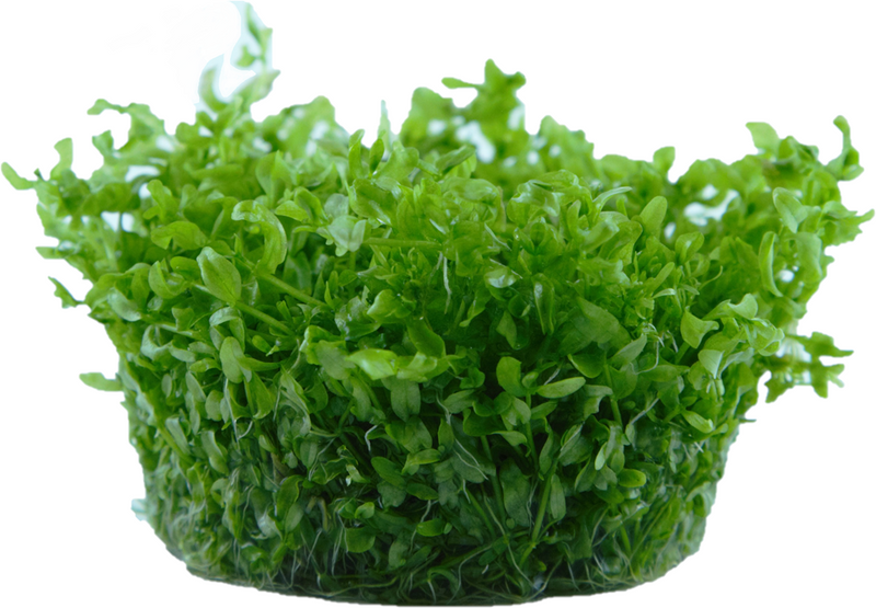 Tropica Hemianthus Micranthemoides - 1-2-Grow!