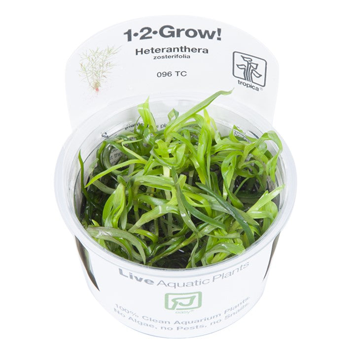 Tropica Heteranthera Zosterifolia - 1-2-Grow!