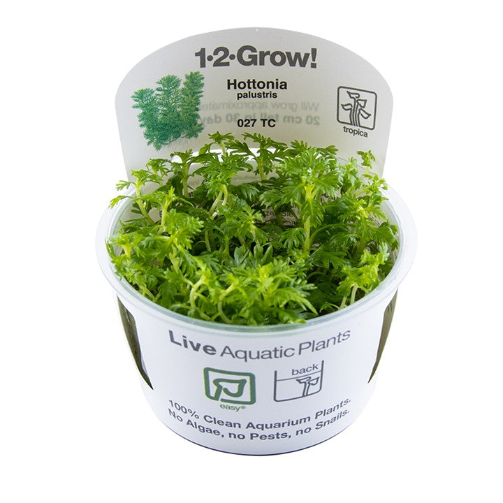 Tropica Hottonia Palustris - 1-2-Grow!