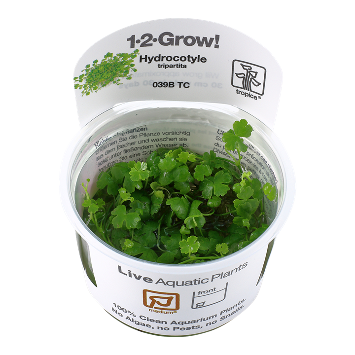 Tropica Hydrocotyle Tripartita - 1-2-Grow!
