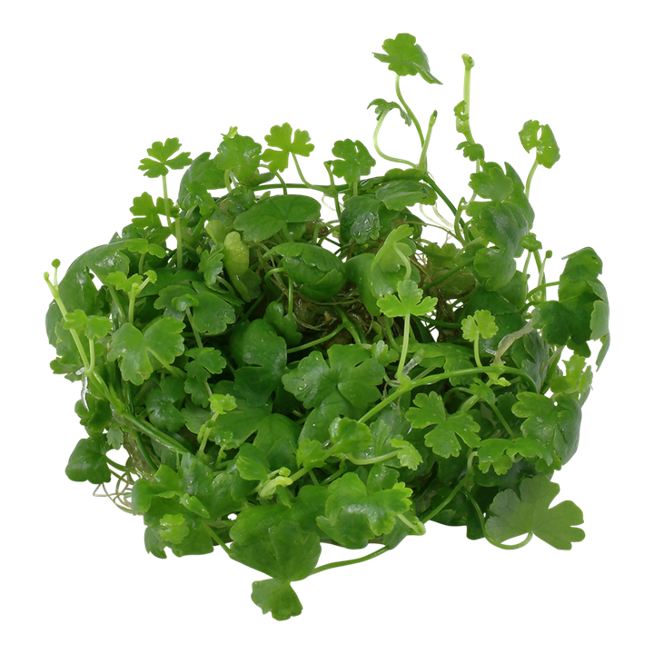 Tropica Hydrocotyle Tripartita - 1-2-Grow!