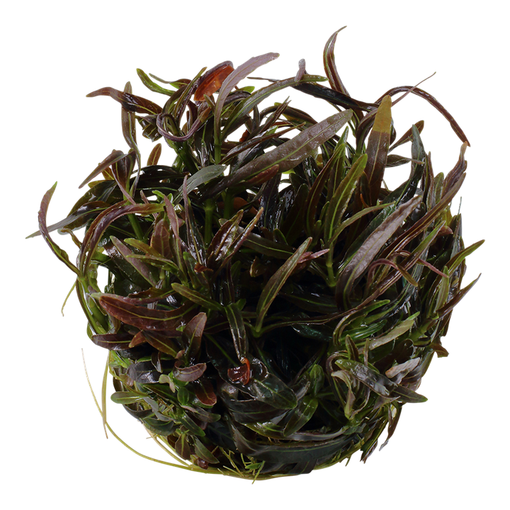 Tropica Hygrophila Lancea 'Araguaia' - 1-2-Grow!