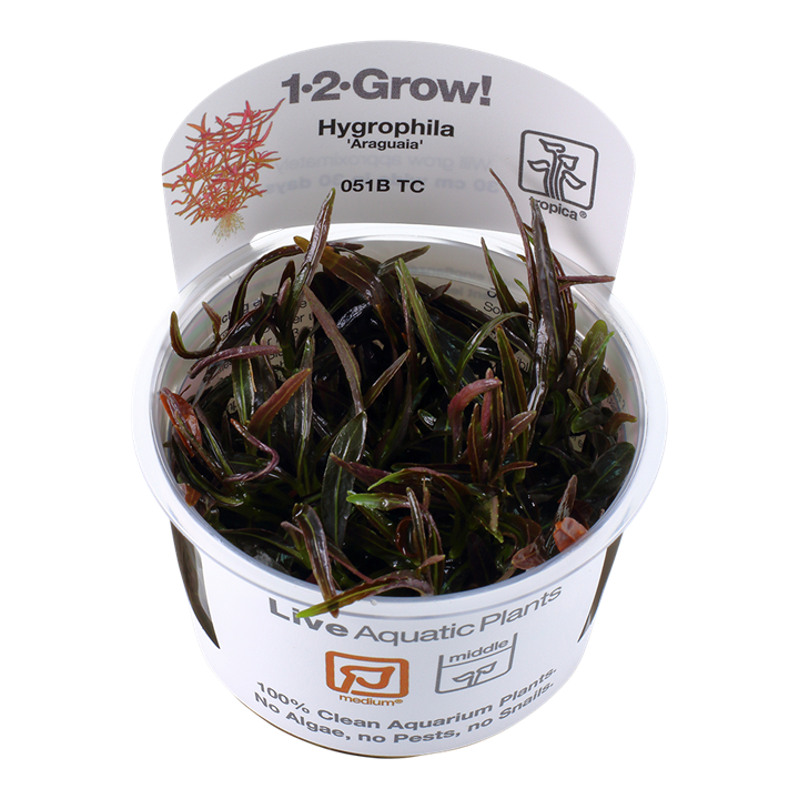 Tropica Hygrophila Lancea 'Araguaia' - 1-2-Grow!