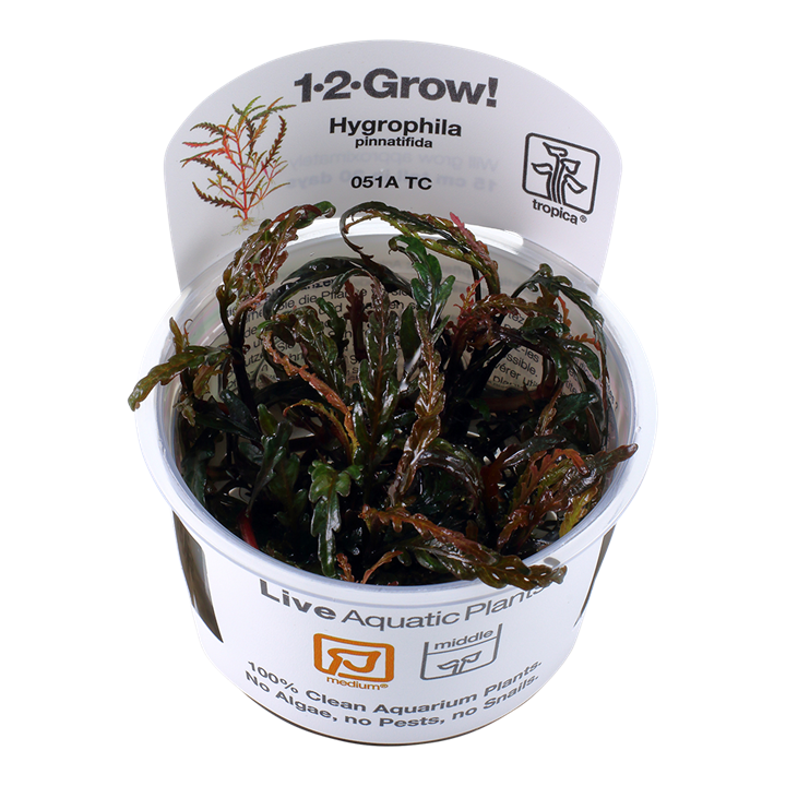 Tropica Hygrophila Pinnatifida - 1-2-Grow!