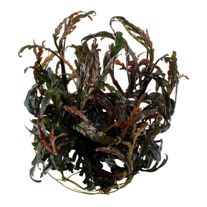 Tropica Hygrophila Pinnatifida - 1-2-Grow!