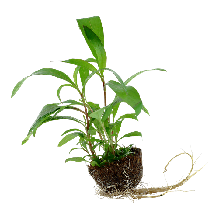 Tropica Hygrophila Siamensis 53B - Mini Pot