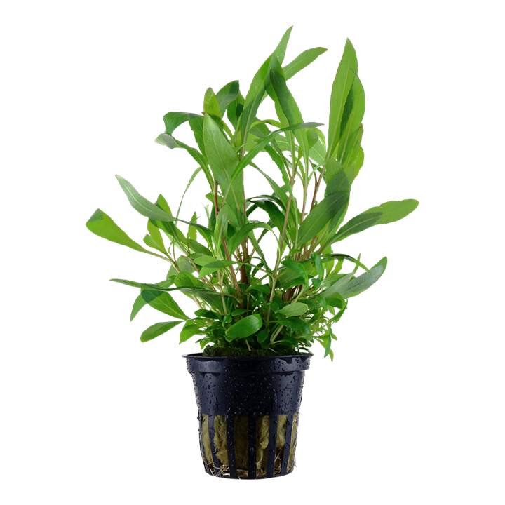 Tropica Hygrophila corymbosa 'Siamensis 53B' - Standard Pot