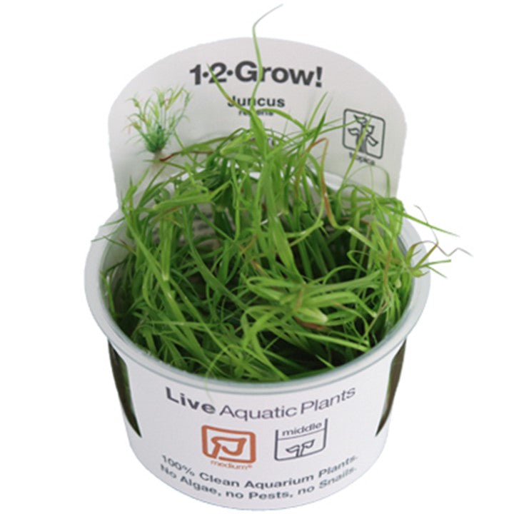 Tropica Juncus Repens - 1-2-Grow!