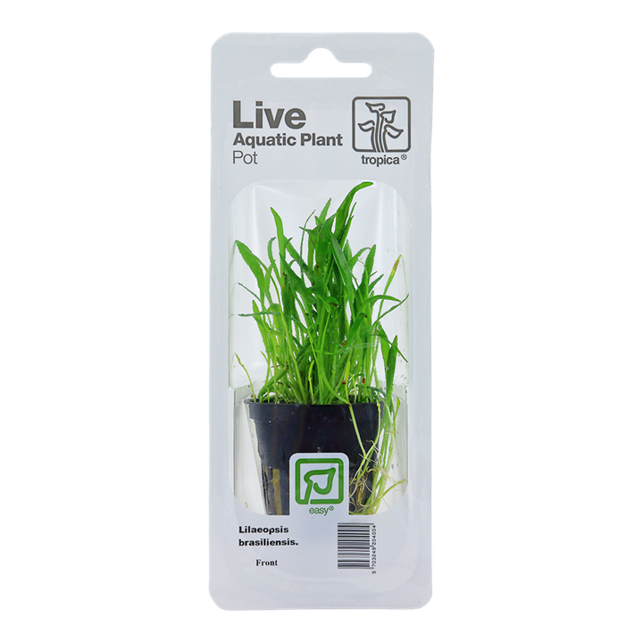 Tropica Lilaeopsis Brasiliensis - Standard Pot