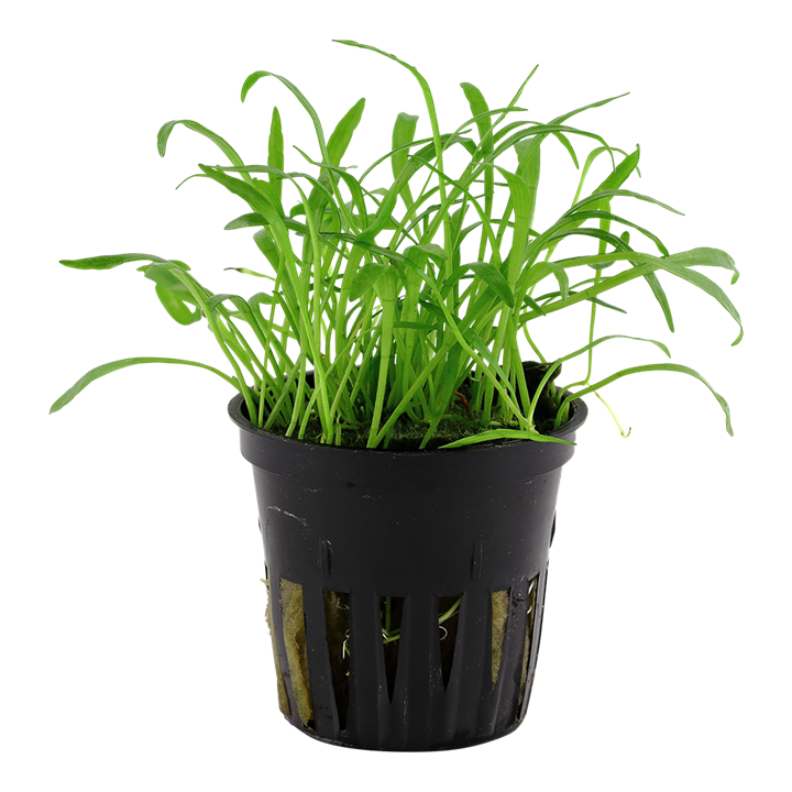 Tropica Lilaeopsis Brasiliensis - Standard Pot