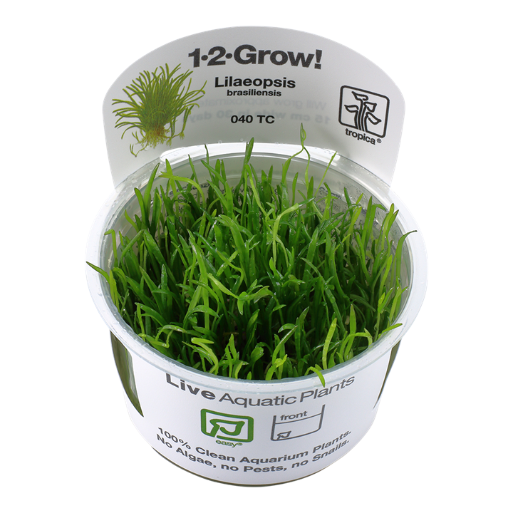 Tropica Lilaeopsis Brasiliensis - 1-2-Grow!