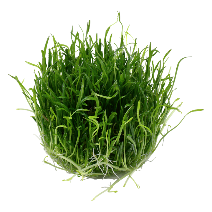 Tropica Lilaeopsis Brasiliensis - 1-2-Grow!