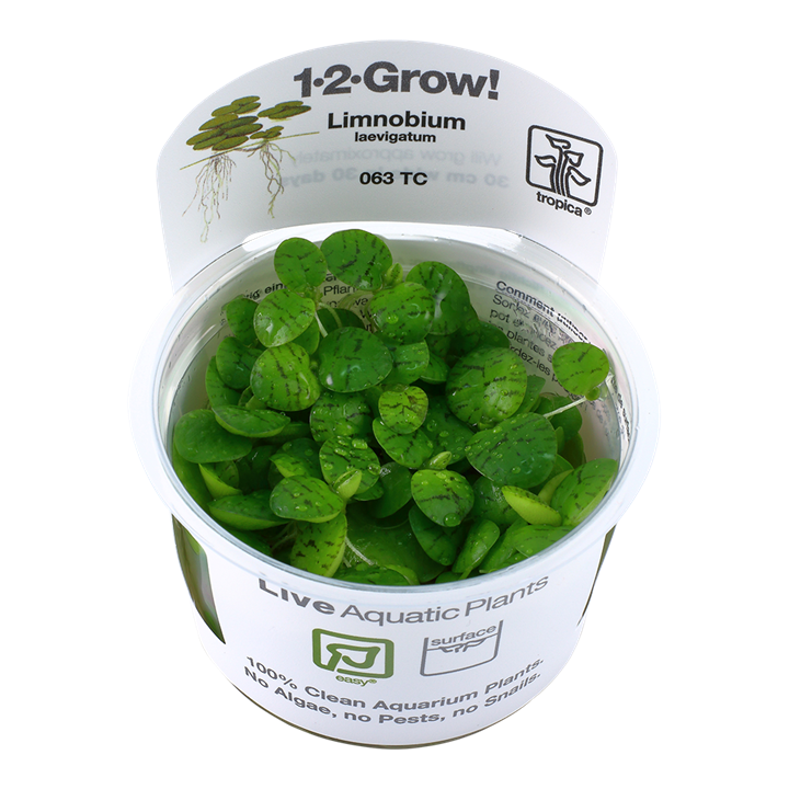 Tropica Limnobium Laevigatum - 1-2-Grow!