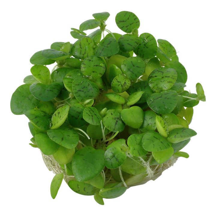 Tropica Limnobium Laevigatum - 1-2-Grow!