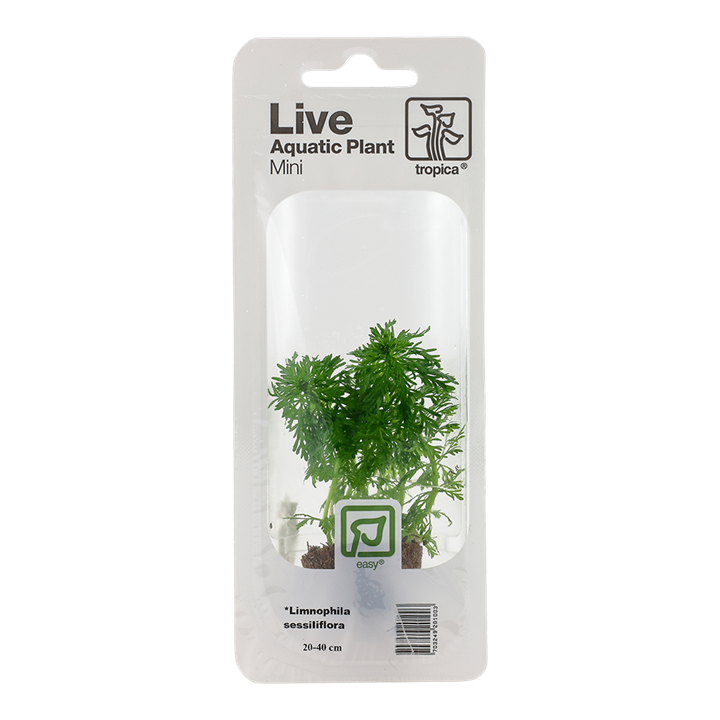 Tropica Limnophila Sessiliflora - Mini Pot