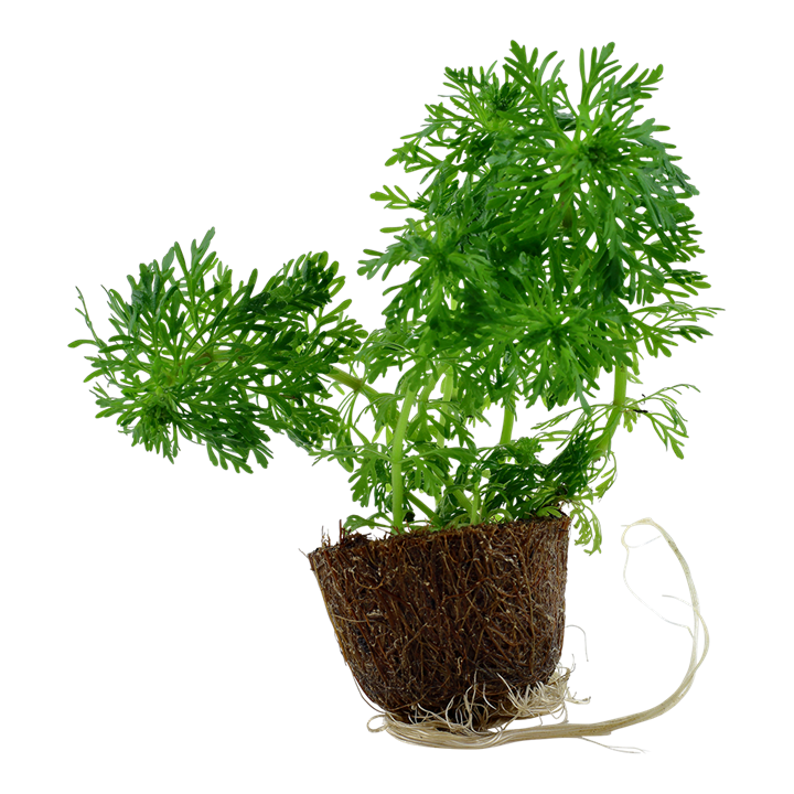 Tropica Limnophila Sessiliflora - Mini Pot