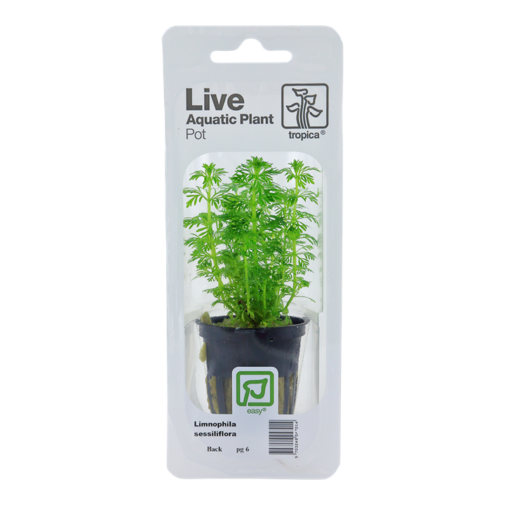 Tropica Limnophila Sessiliflora - Standard Pot