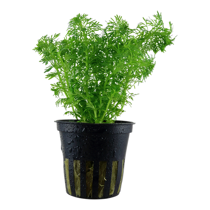 Tropica Limnophila Sessiliflora - Standard Pot