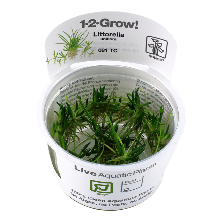 Tropica Littorella Uniflora - 1-2-Grow!