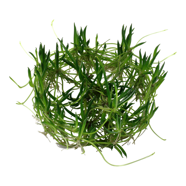 Tropica Littorella Uniflora - 1-2-Grow!