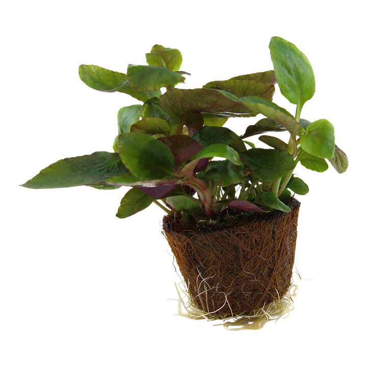 Tropica Lobelia Cardinalis - Mini Pot