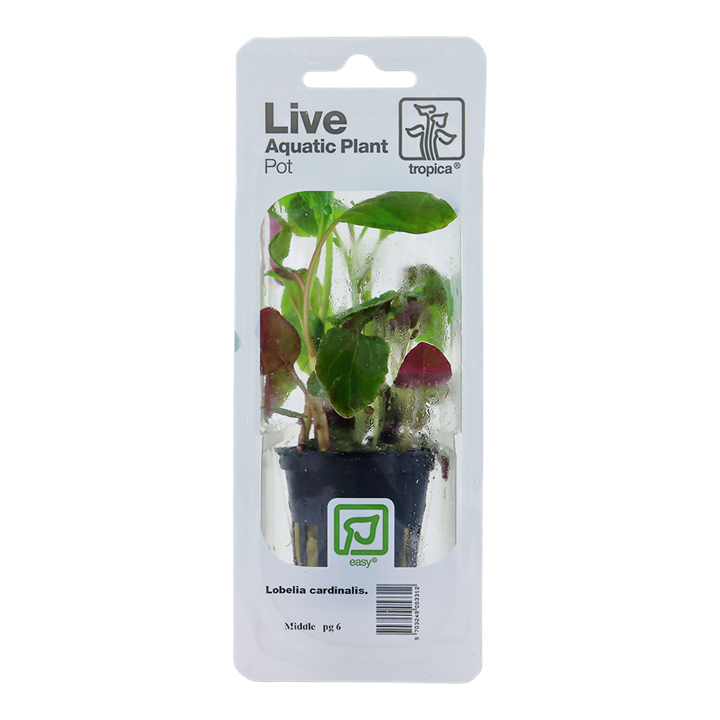 Tropica Lobelia Cardinalis - Standard Pot