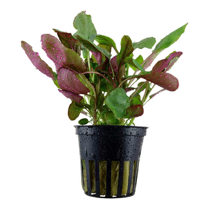 Tropica Lobelia Cardinalis - Standard Pot