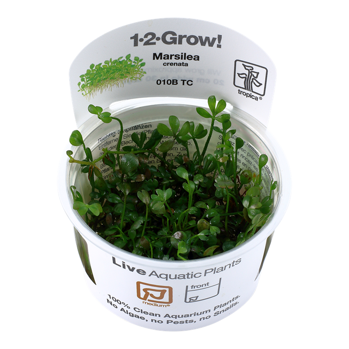 Tropica Marsilea Crenata - 1-2-Grow!
