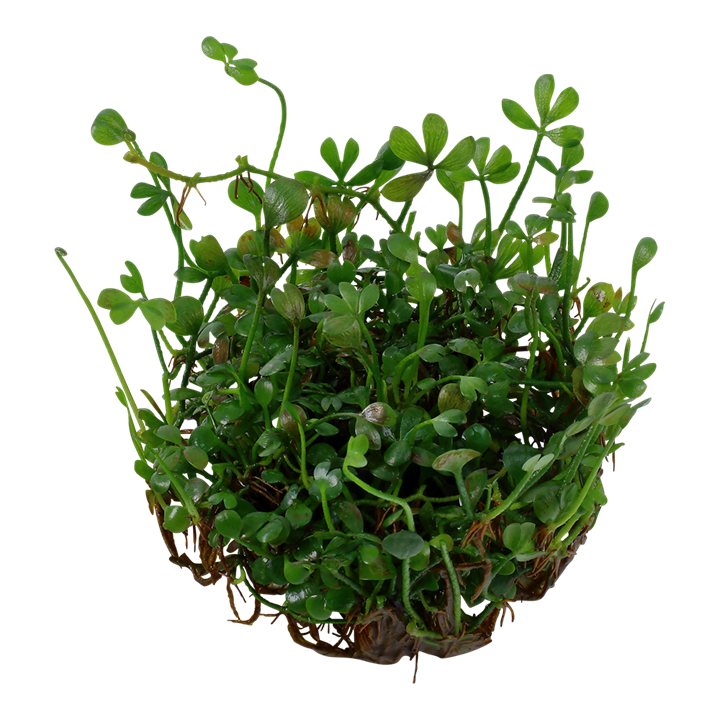 Tropica Marsilea Crenata - 1-2-Grow!