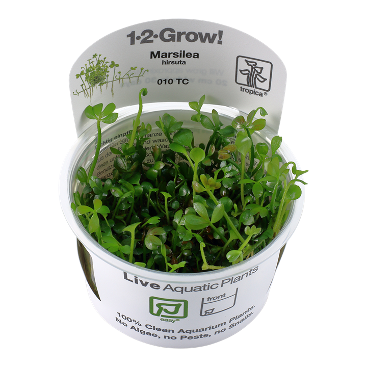 Tropica Marsilea Hirsuta - 1-2-Grow!