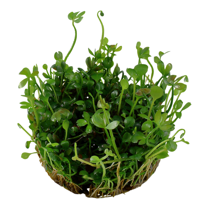 Tropica Marsilea Hirsuta - 1-2-Grow!