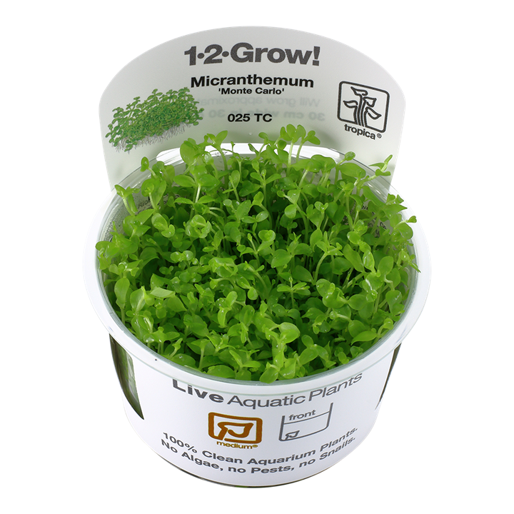 Tropica Micranthemum Tweediei 'Monte Carlo' - 1-2-Grow!