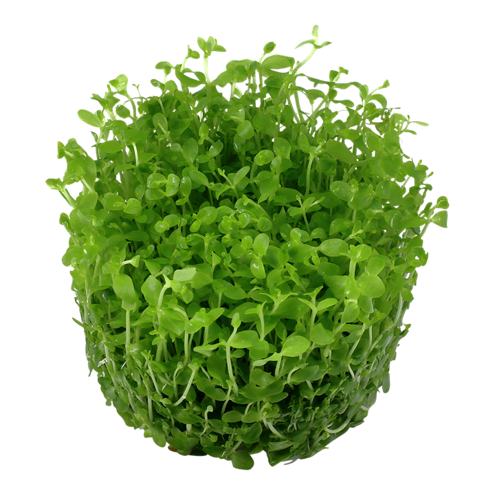 Tropica Micranthemum Tweediei 'Monte Carlo' - 1-2-Grow!
