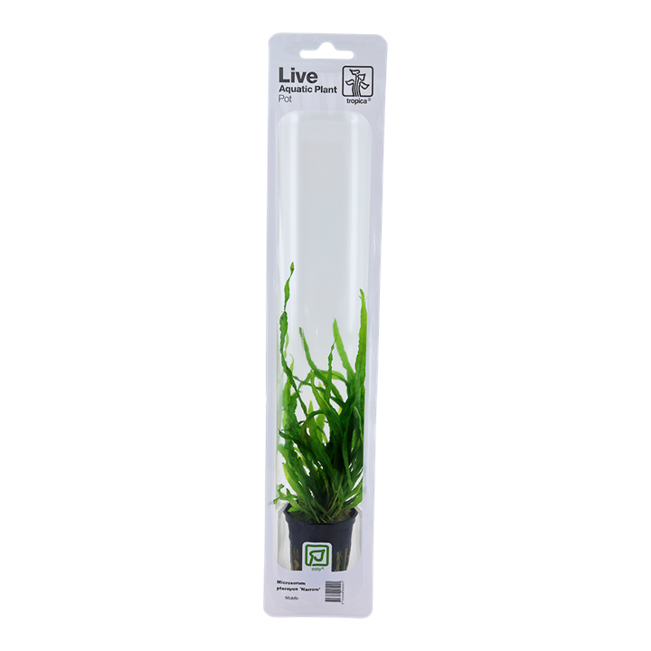 Tropica Microsorum Pteropus 'Narrow' - Standard Pot