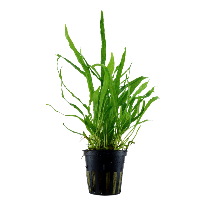 Tropica Microsorum Pteropus 'Narrow' - Standard Pot