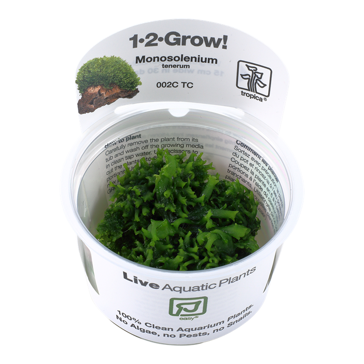 Tropica Monosolenium Tenerum - 1-2-Grow!