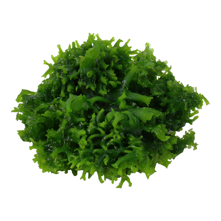 Tropica Monosolenium Tenerum - 1-2-Grow!