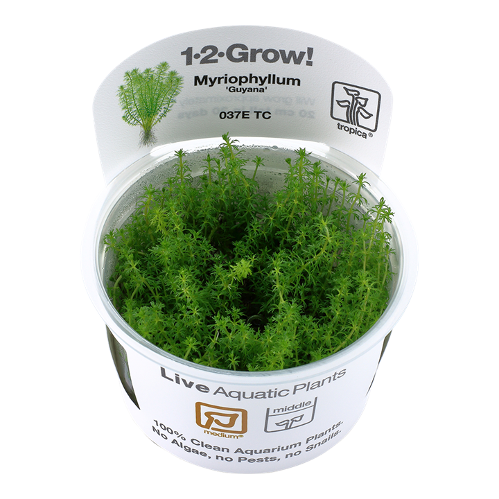 Tropica Myriophyllum 'Guyana' - 1-2-Grow!