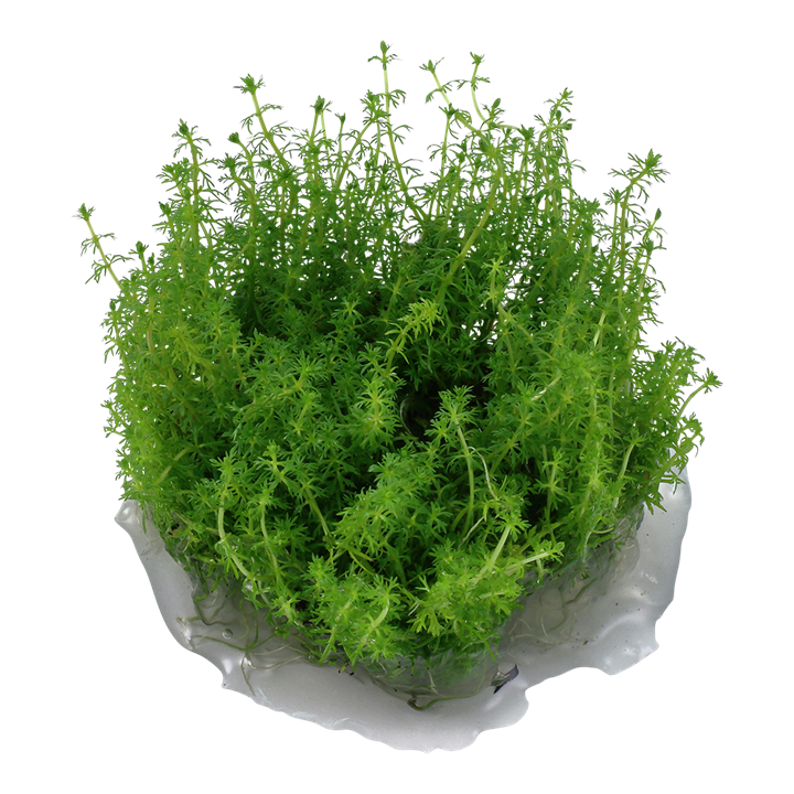 Tropica Myriophyllum 'Guyana' - 1-2-Grow!