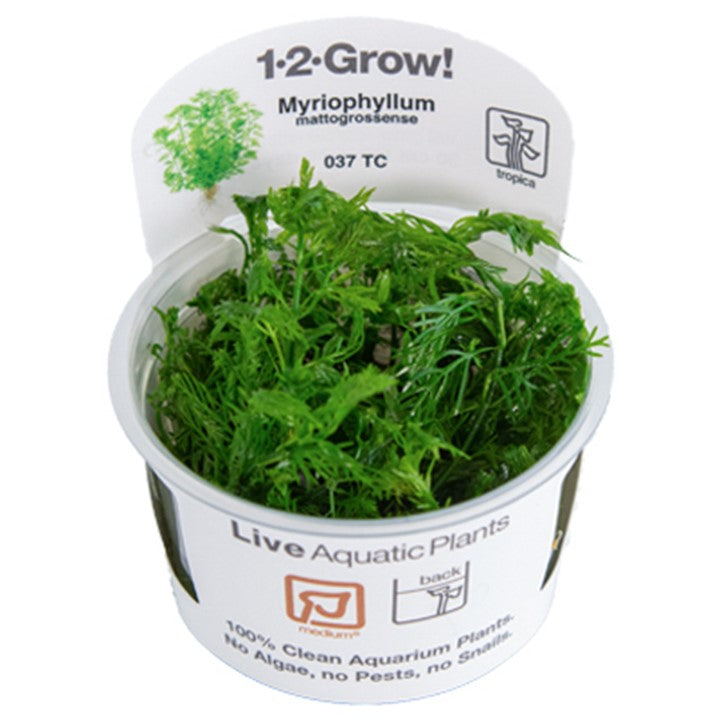 Tropica Myriophyllum Mattogrossense - 1-2-Grow!