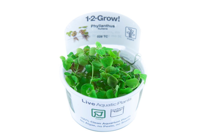 Tropica Phyllanthus Fluitans - 1-2-Grow!